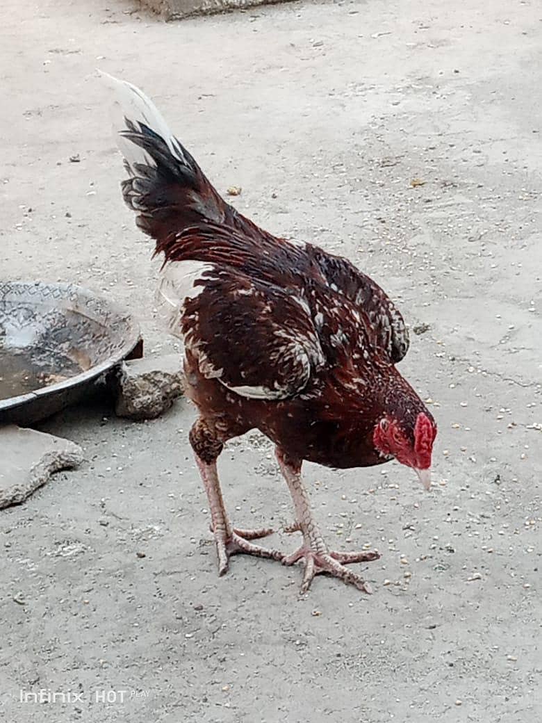 دو اصیل مرغے ایک مرغی برائے فروخت 2