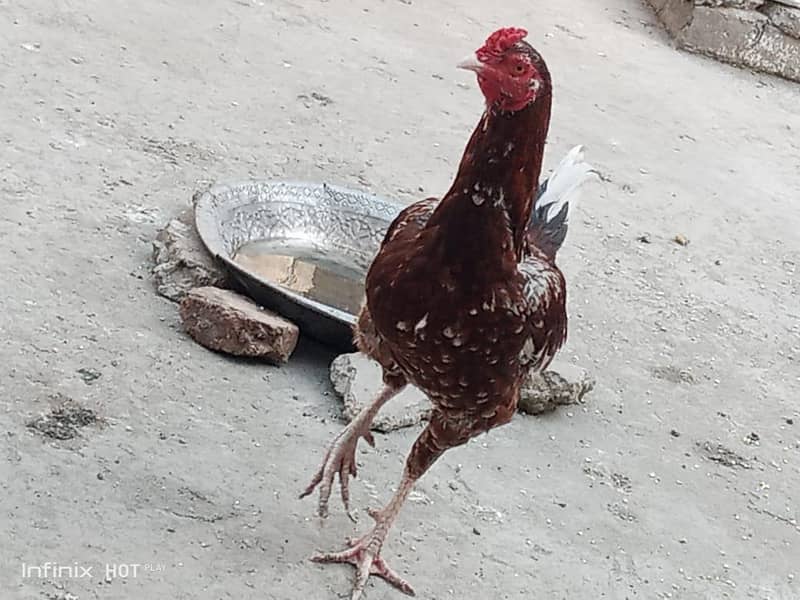 دو اصیل مرغے ایک مرغی برائے فروخت 3