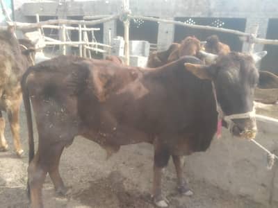 qurbani 2026 for sale