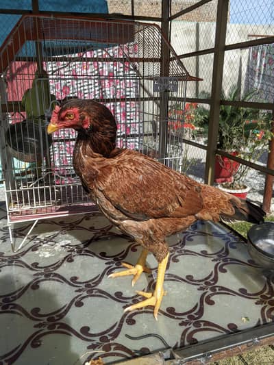 aseel murghi/female for sale. Healthy active and vaccinated