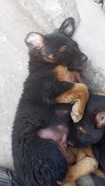 German Shepherd Pupies