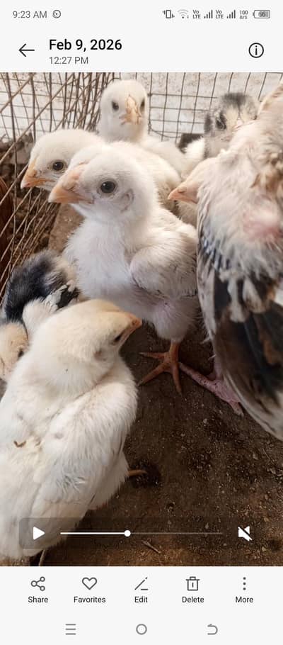 Turkish hint white dragon shamo parrot beak or chiks