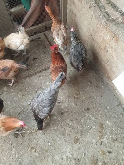 hens for sale