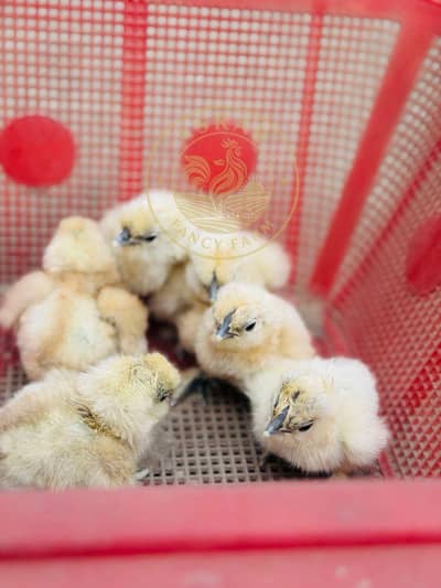 Silkie chicks and eggs White Silkie 