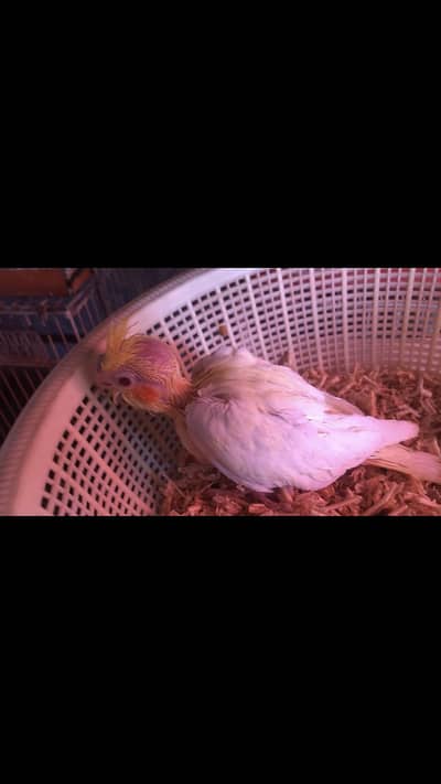Cockatiel Chicks
