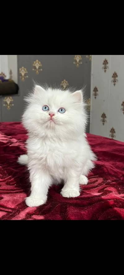 PERSIAN KITTEN FOR SALE ONLY CONTACTS WHATUP 03177853422