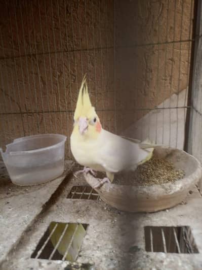 Cream Cockatiel Proven Breeder Pair – 15 Month Female / 19 Month Male