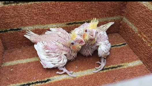 Cocktail Common white Red Eyes Chicks