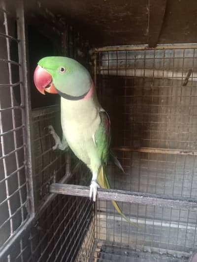 Raw pahari Alexander parrot male