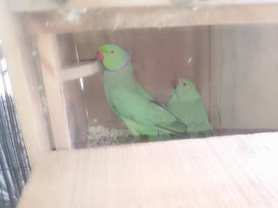 ringneck pair