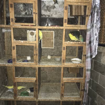 budgie birds for sale