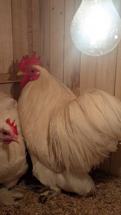 Bantam Chicks Available