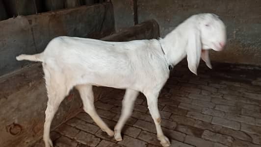 Pure rajenpuri | Gulabi | Nukri | Tota Face | breeder 1st timer