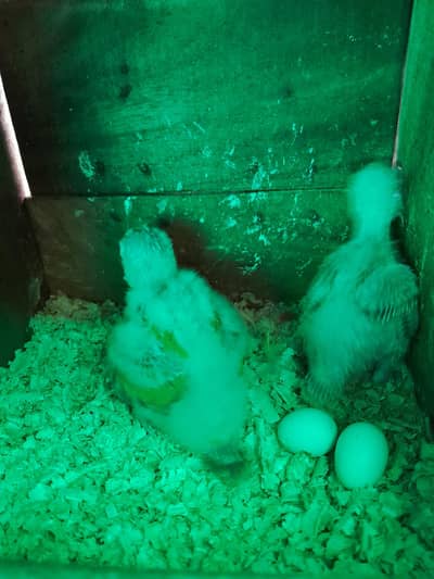 pineapple conure chicks
