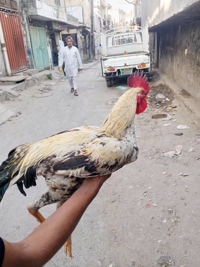 Desi X Cross Murgha Age 1 year