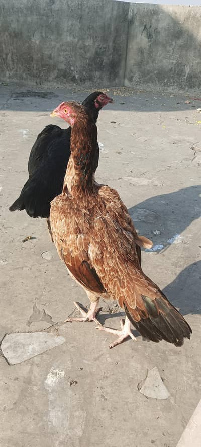 Aseel murgi murga chicks pathi patha