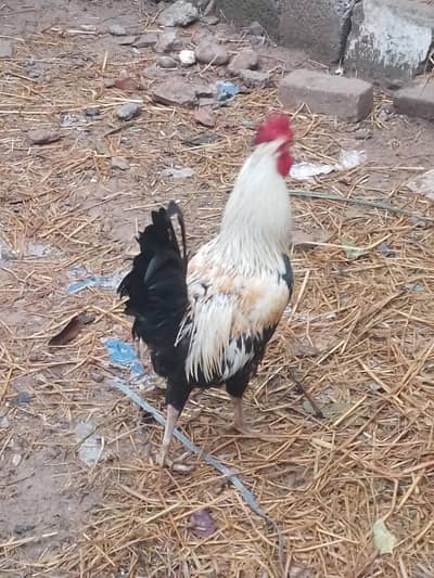 gar ma pala hai murga