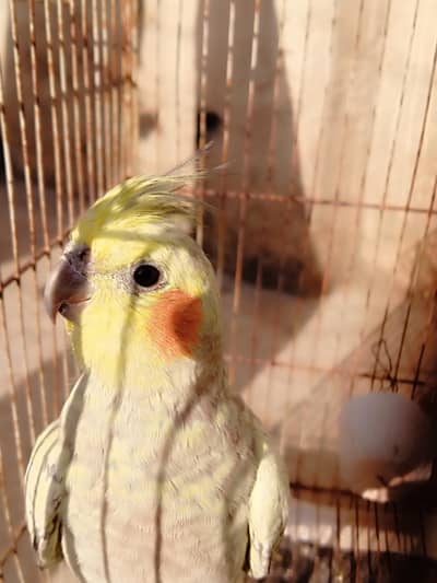 cocktail breeding pair