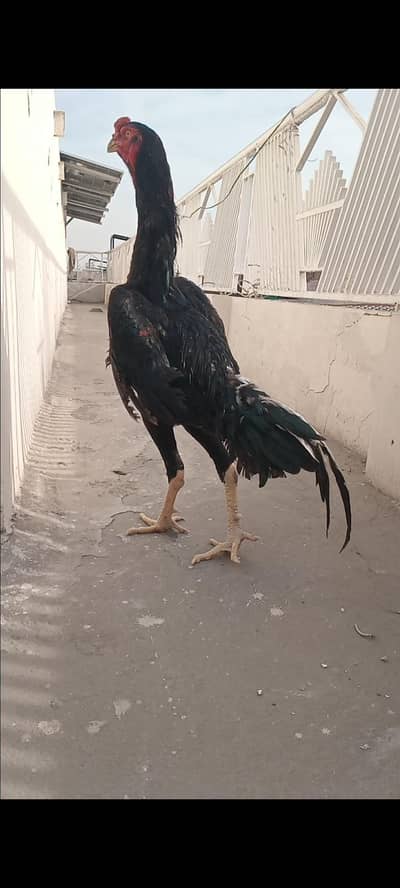 Mashallah Se G Shamo Males Avaliable For Sale . 0309/6985528