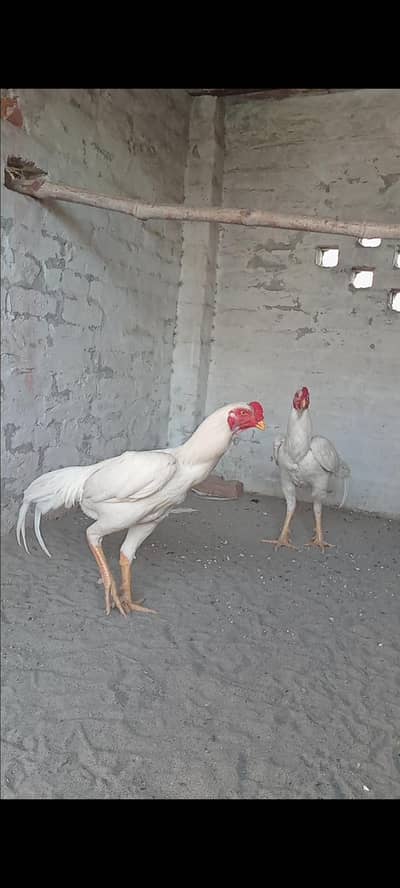 Mashallah Se G Shamo Males Avaliable For Sale . 0309/6985528