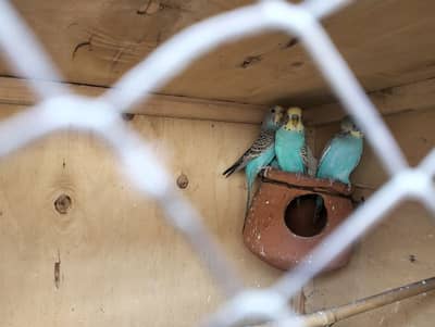 blue colour 3 male and 1 female available