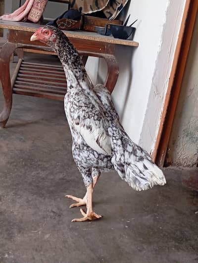 German oh shamo egg laying female