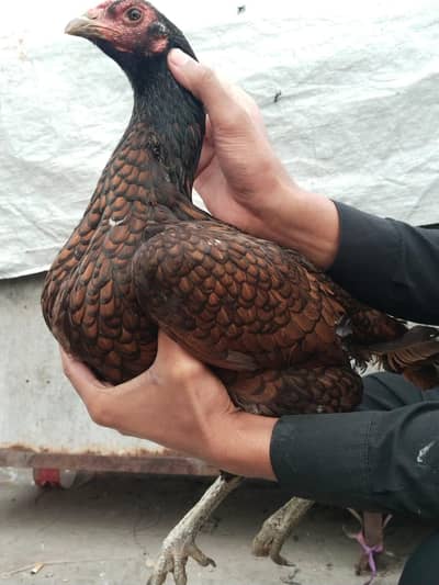 Aseel mianwali or Aseel vaitnami  or full mazboot joro ki madia ha