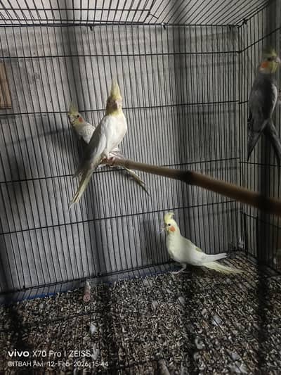 4 Cocktail Birds for sale