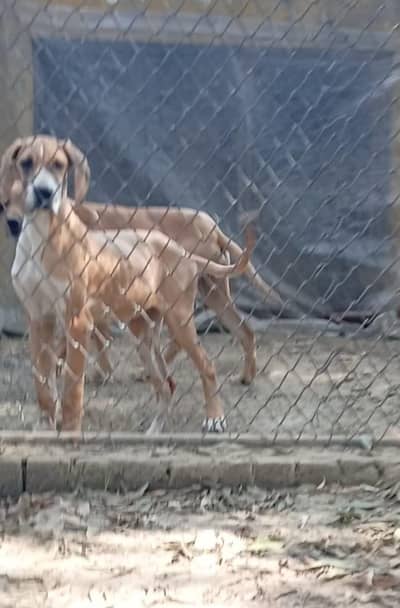 Great Dane puppies are available for new homes