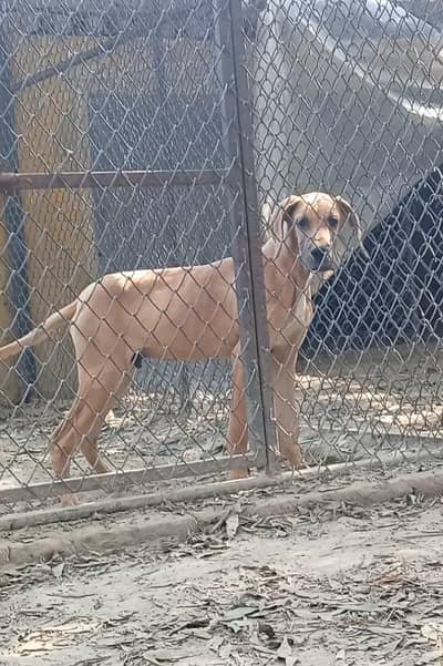 Great Dane puppies are available for new homes