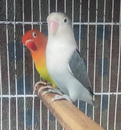 Parblue Palefallow/opline and Green Op/PF