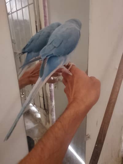 Cobalt ct clear tail  tame talking