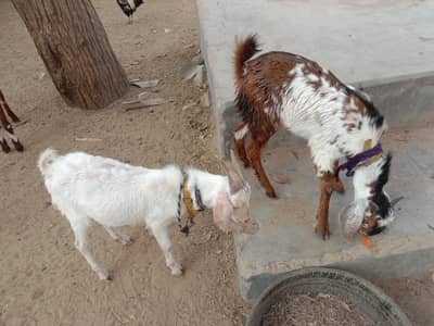 White Tapra Cheena print and Sindh breed Goats available