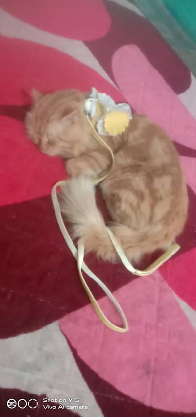 Male Persian Cat  with package