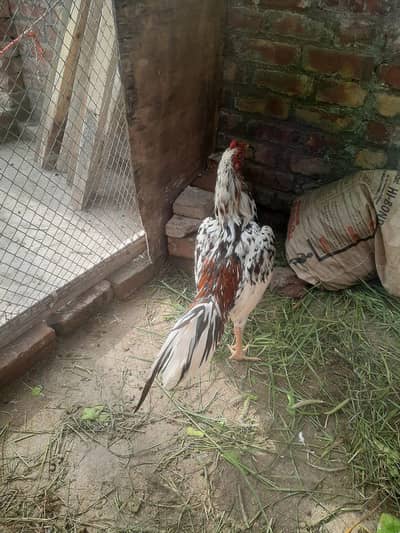 Aseel lakha Murga |Aseel jawa Murga | oldbloodline | mushka male