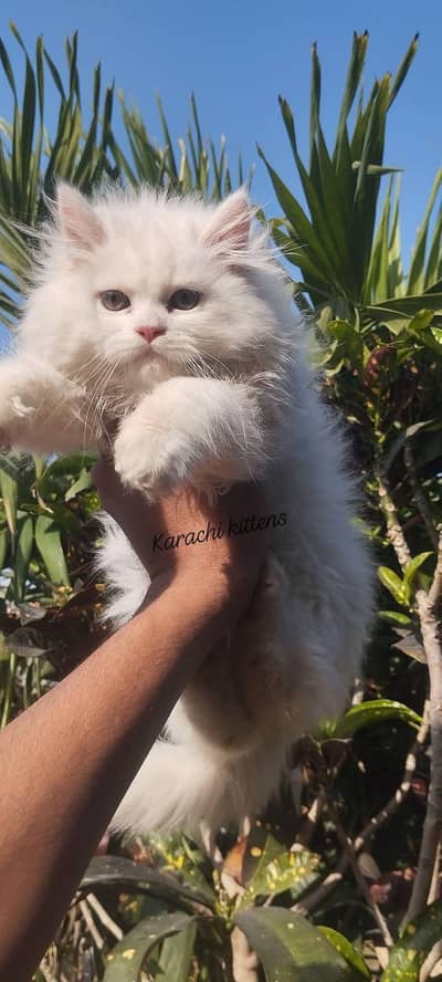 Snow white Persian kitten