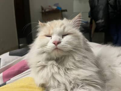 Lion face cat 