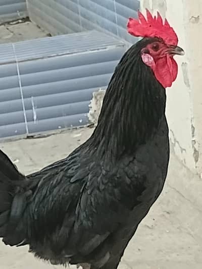 Healthy & active Baredar