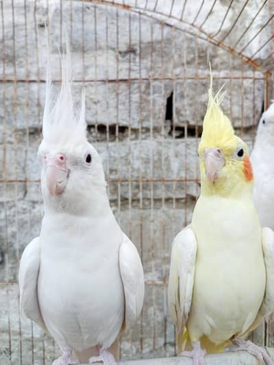 Eno and Eno+comon white pair