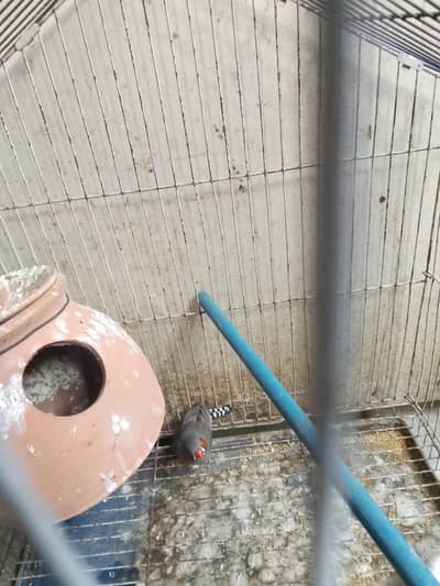 finche for sale with matki