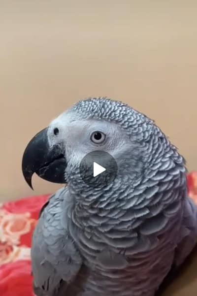 Active and Healthy Parrot for Sale