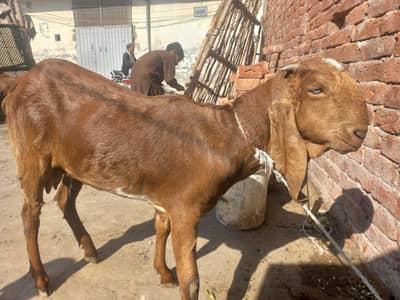 goat for sale
