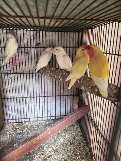 creamo red eyes pair and white red eyes and white black eyes breeder