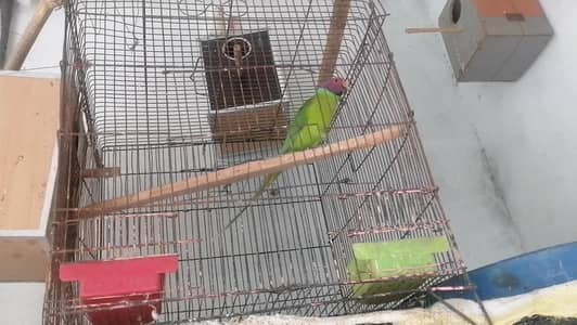 plum head breeder pair for sell