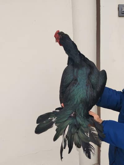 Quality Black green shaded lasaani male for sale.