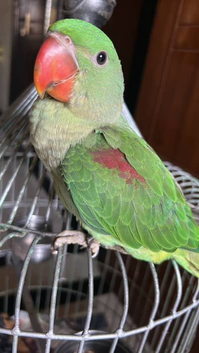 Raw parrot sales on urgent basis