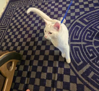 Fully vaccinated 5months old kitten Odd eyes