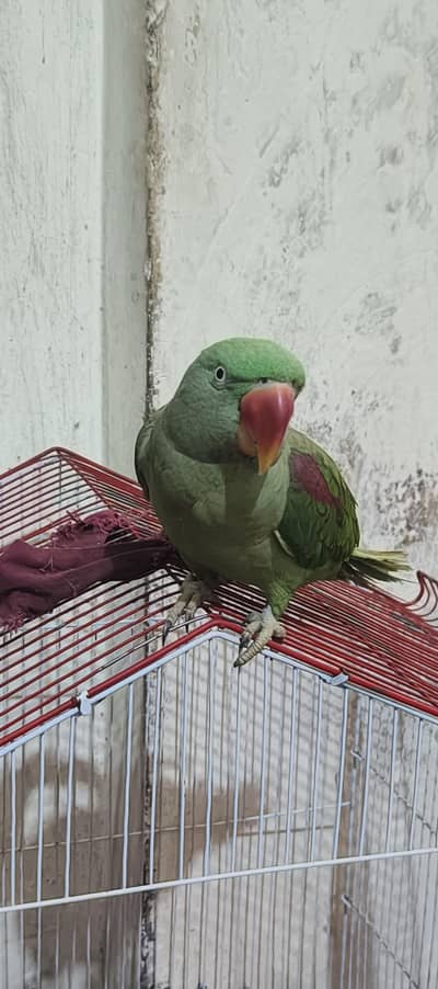 raw parrot female hand tape