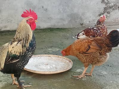 Golden Heavy Buff Trio Feathered Legs (Moza Walay)  1 Male 2 Females