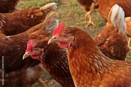 original lohman brown 100%